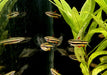 Zwergziersalmler - Nannostomus marginatus aqua-teck