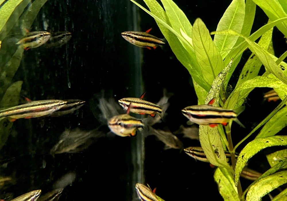 Zwergziersalmler - Nannostomus marginatus aqua-teck
