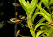 Zwergziersalmler - Nannostomus marginatus aqua-teck