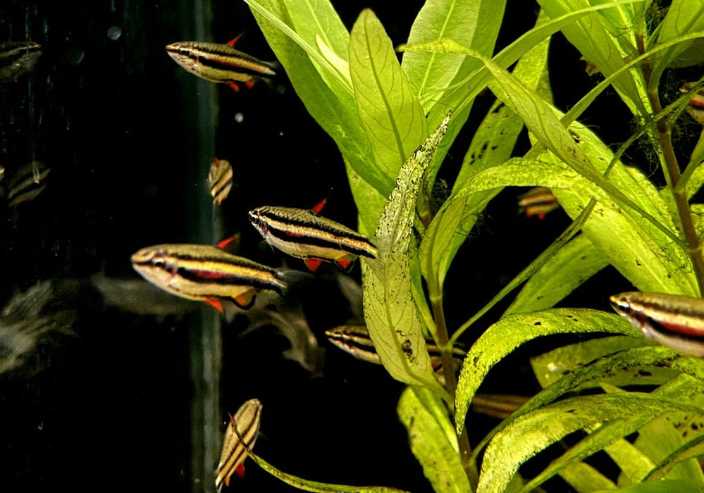 Zwergziersalmler - Nannostomus marginatus aqua-teck