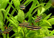 Zwergziersalmler - Nannostomus marginatus aqua-teck