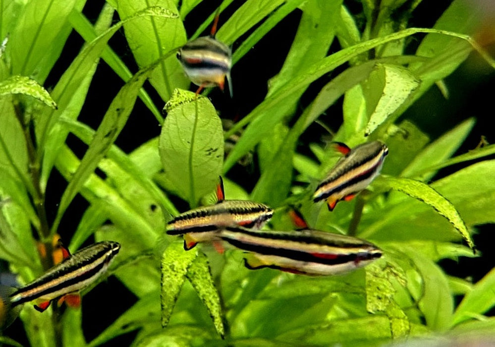 Zwergziersalmler - Nannostomus marginatus aqua-teck