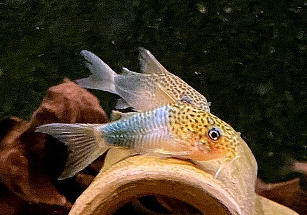 Similis Panzerwels - Corydoras similis aqua-teck