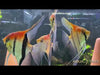 Manacapuru Rotrücken Skalar (L)
Pterophyllum scalare