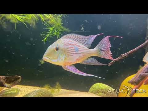 XL- Svens Erdfresser - Rio Araguaia- Geophagus sveni