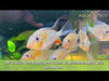 Heckels Buntbarsch (Naturform) - Acarichthys heckelii