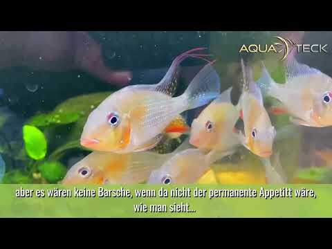 Heckels Buntbarsch (Naturform) - Acarichthys heckelii