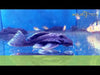 L128 Blauer Phantomwels - Hemiancistrus spec. L128